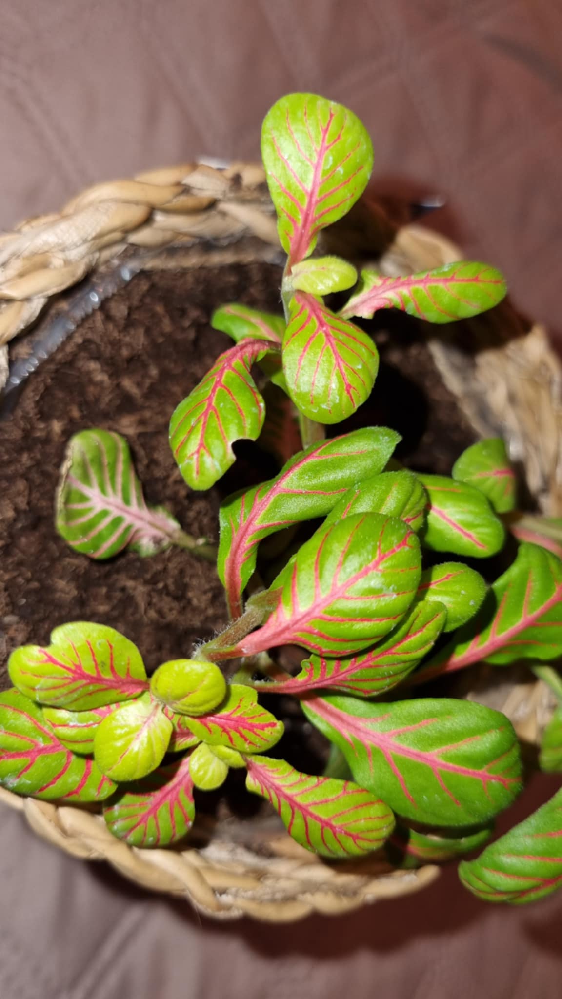 Fittonia Bubble green Image 2